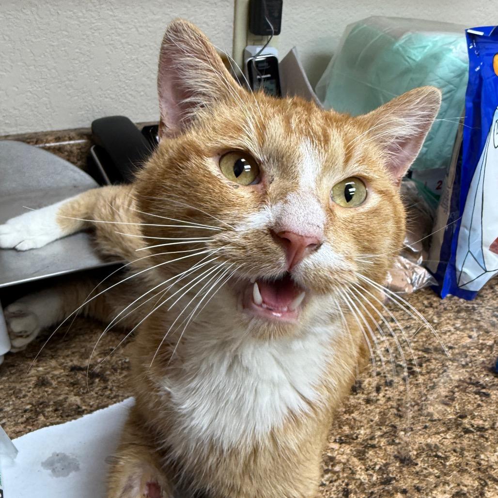 Enlarge Sweet Potatoe, a Adoptable mixed breed in Collinsville , OK image 3/4