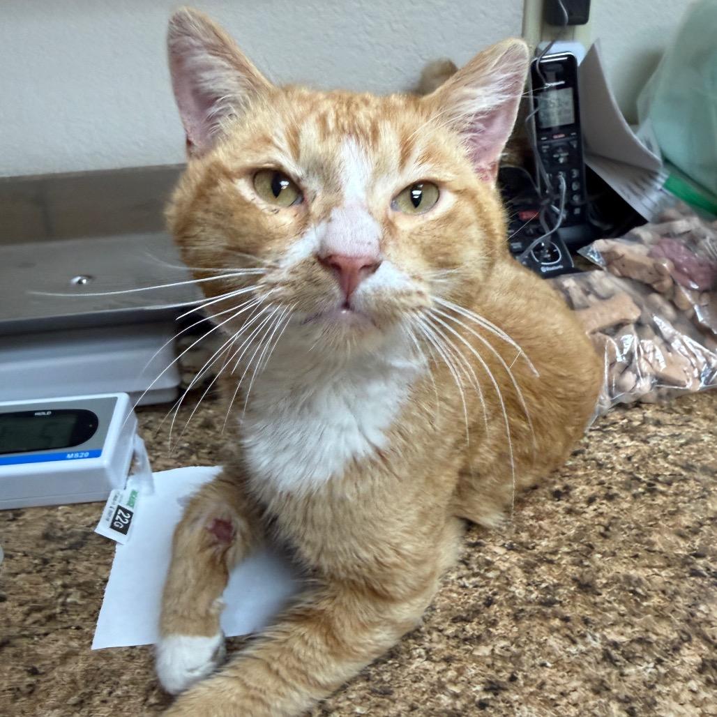 Enlarge Sweet Potatoe, a Adoptable mixed breed in Collinsville , OK image 4/4