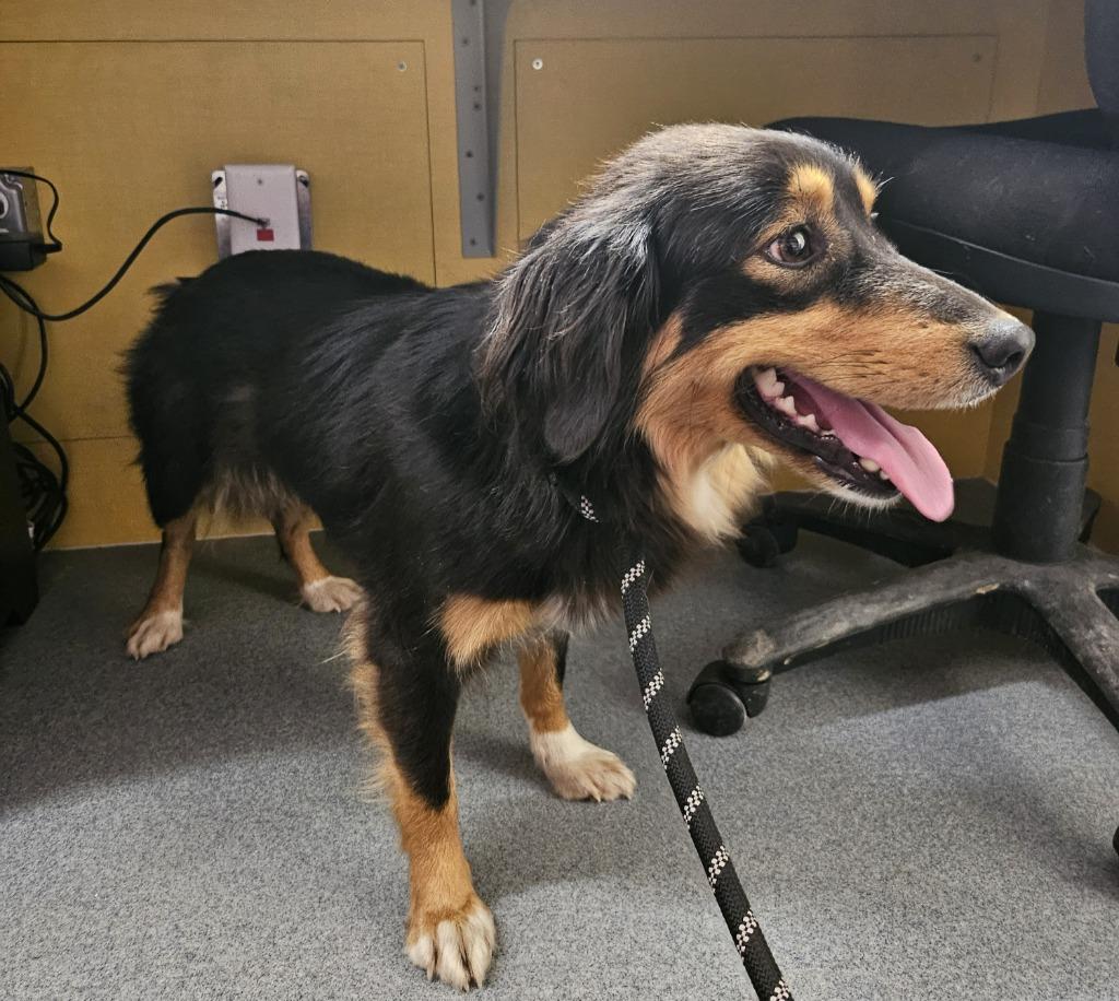 Cheyanne (Margo), Adopted, Adult Female Australian Shepherd & Mixed Breed.