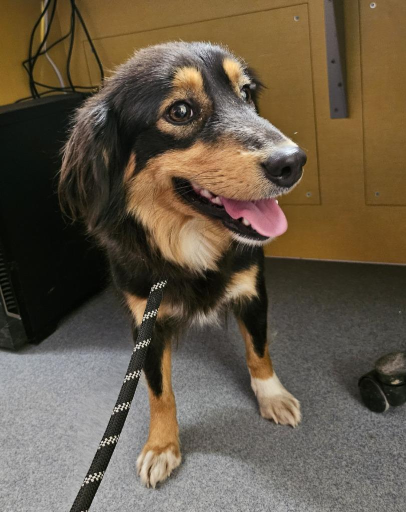 Enlarge Cheyanne (Margo), a Adopted mixed breed in Portland, IN image 2/2