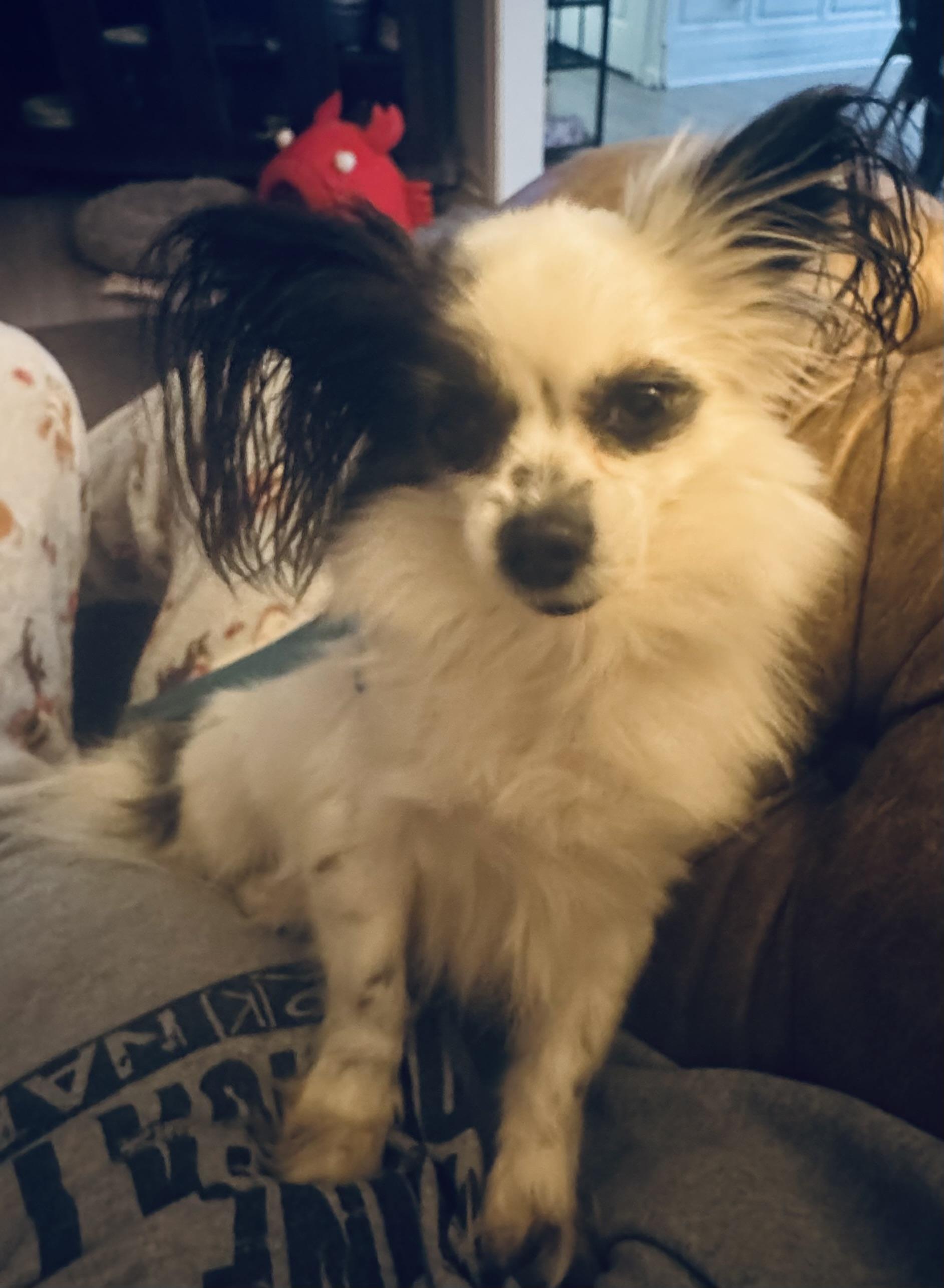 Enlarge Pebbles, an adopted Papillon in Grosse Pointe Park, MI image 3/4