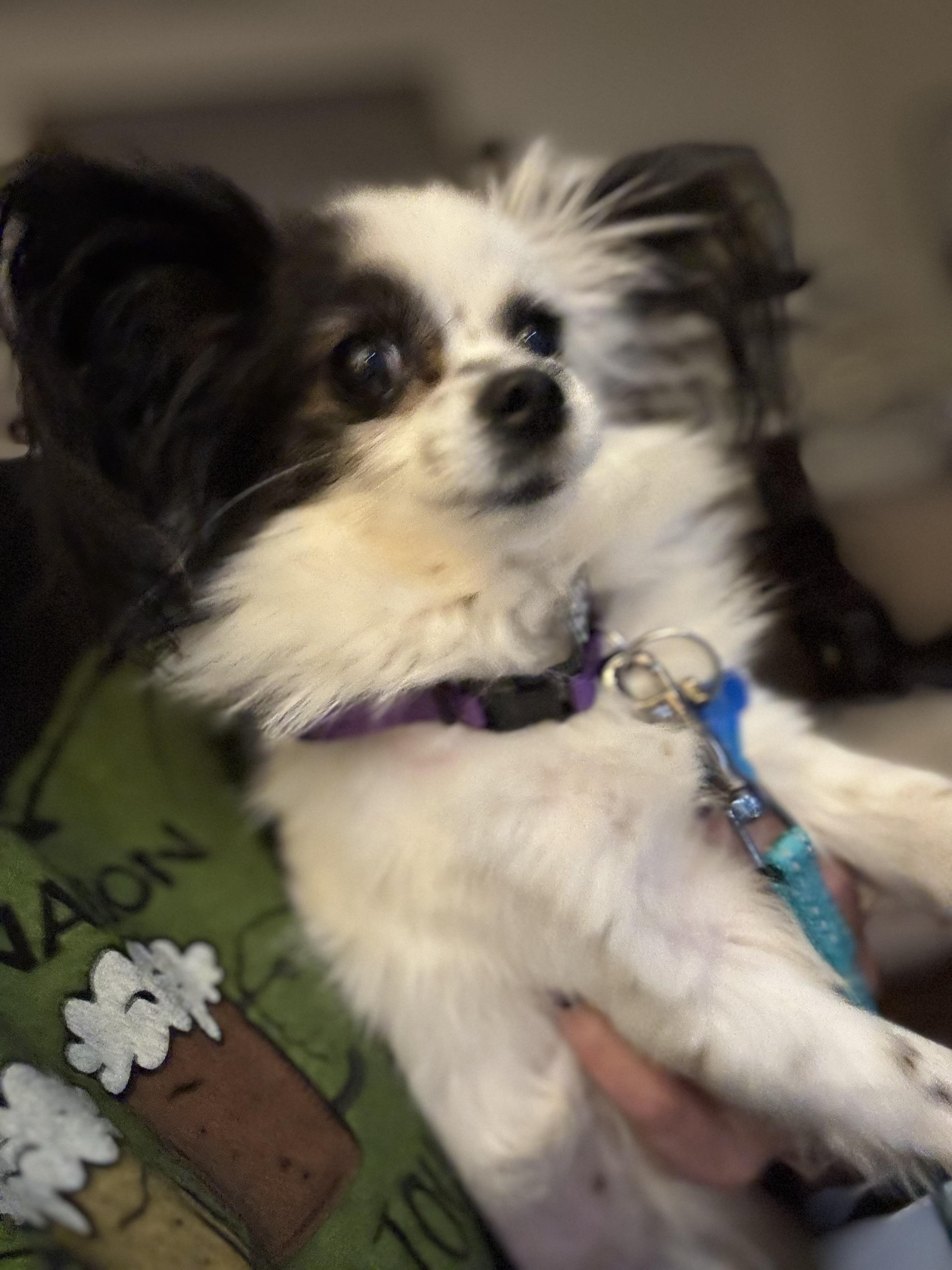 Enlarge Pebbles, an adopted Papillon in Grosse Pointe Park, MI image 2/4