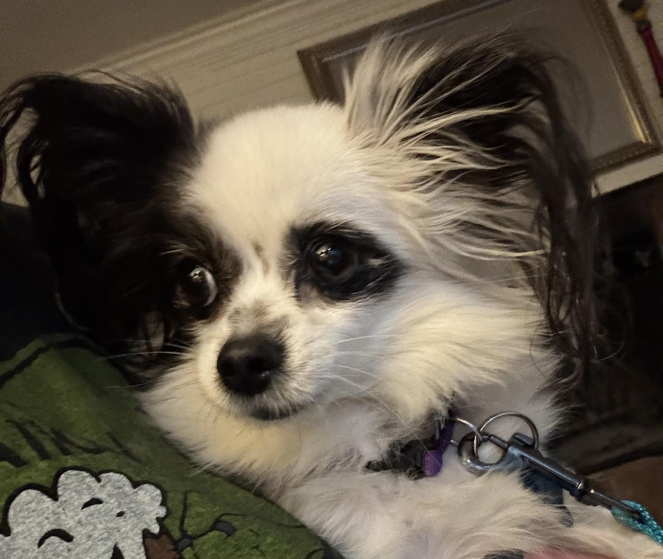 Enlarge Pebbles, an adopted Papillon in Grosse Pointe Park, MI image 4/4