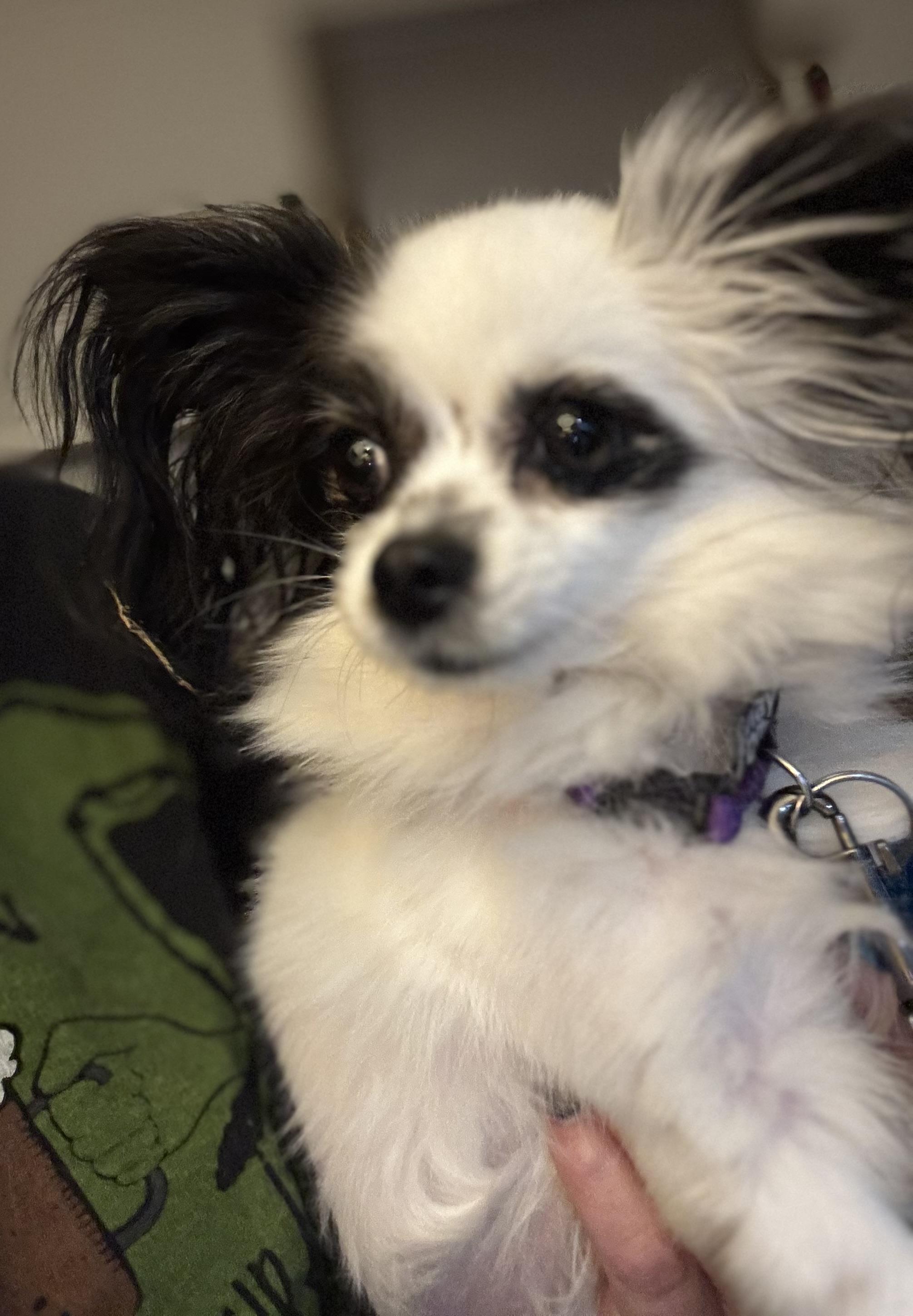 Enlarge Pebbles, an adopted Papillon in Grosse Pointe Park, MI image 1/4