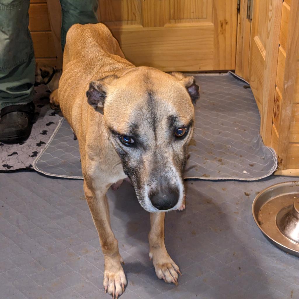 Arabella, Adoptable, Adult Female Shepherd & Boxer.