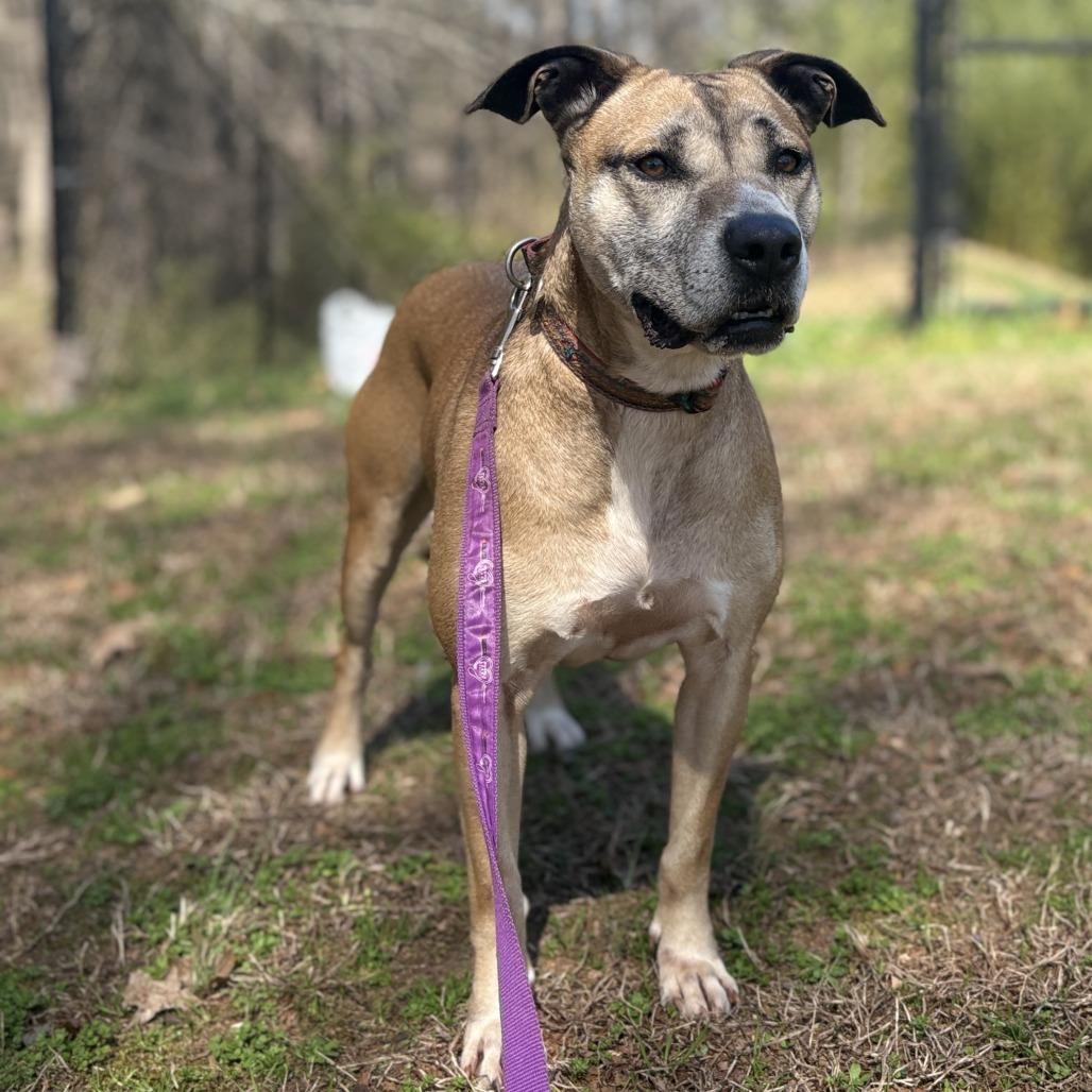 Enlarge Arabella, a Adoptable mixed breed in Peachtree City, GA image 2/6