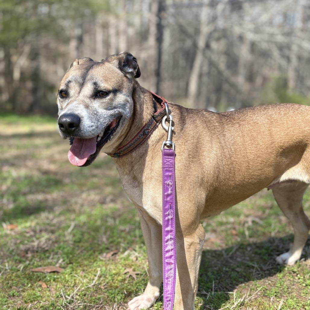 Enlarge Arabella, a Adoptable mixed breed in Peachtree City, GA image 3/6