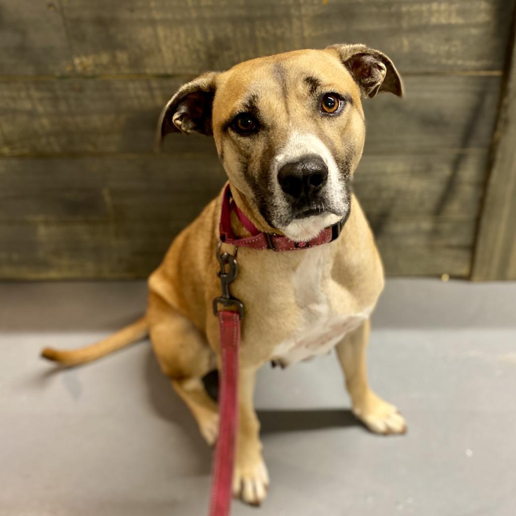 Enlarge Arabella, a Adoptable mixed breed in Peachtree City, GA image 4/6