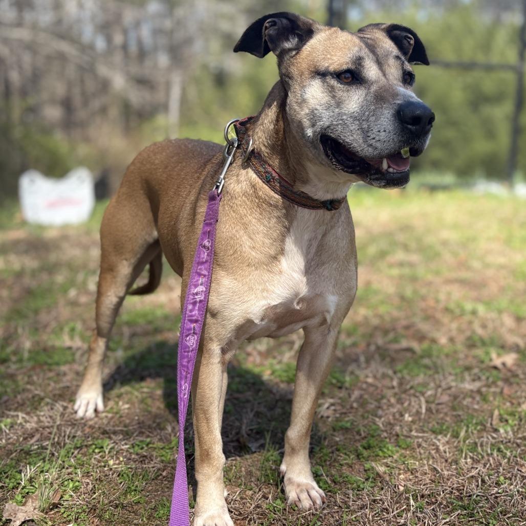 Enlarge Arabella, a Adoptable mixed breed in Peachtree City, GA image 5/6