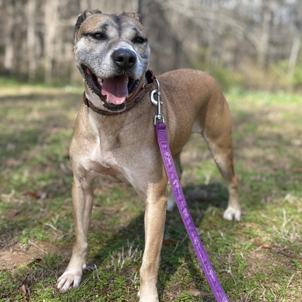 Enlarge Arabella, a Adoptable mixed breed in Peachtree City, GA image 6/6