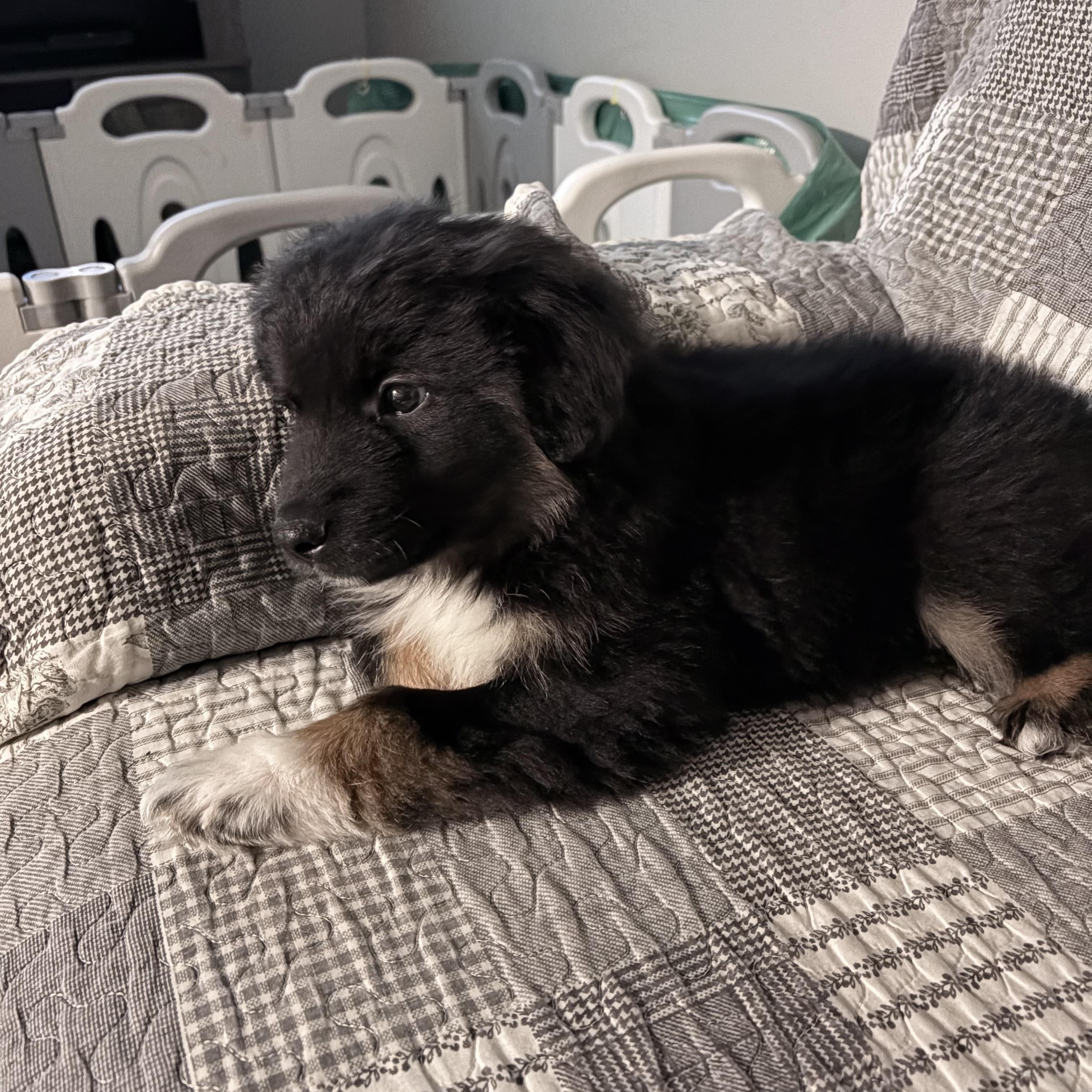 Bean, a ADOPTABLE mixed breed in Markham, ON image 5/6