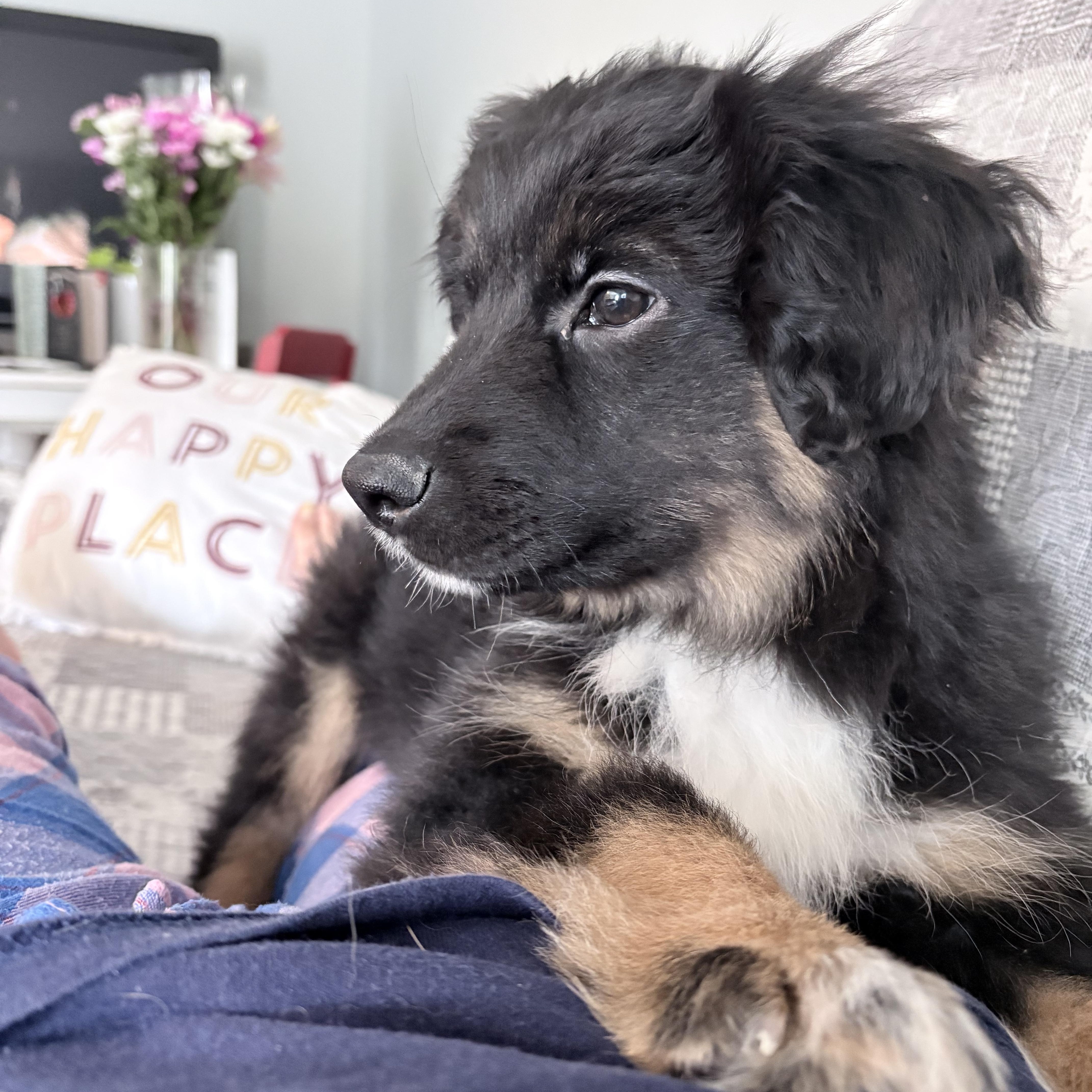 Bean, a ADOPTABLE mixed breed in Markham, ON image 1/6