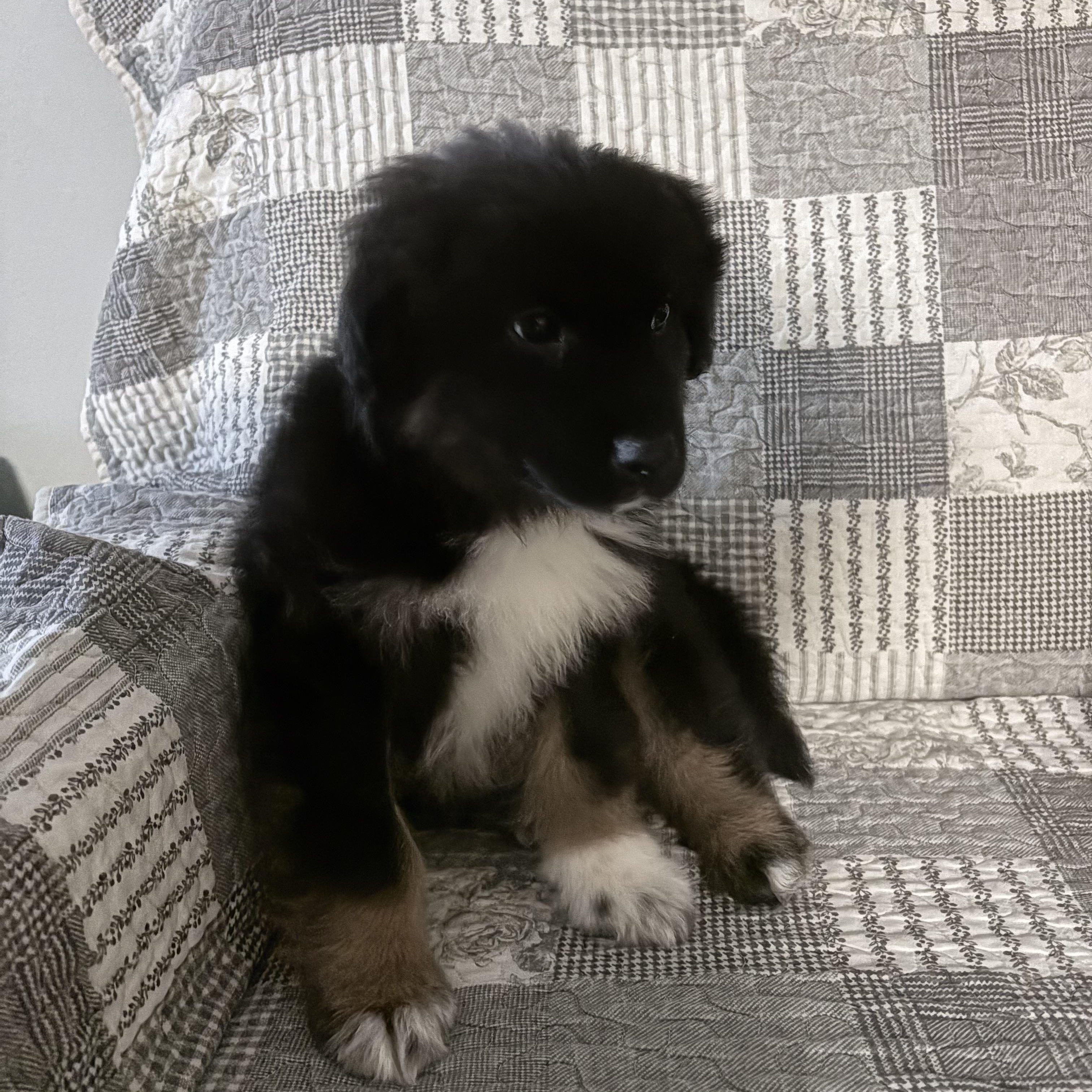 Bean, a ADOPTABLE mixed breed in Markham, ON image 2/6