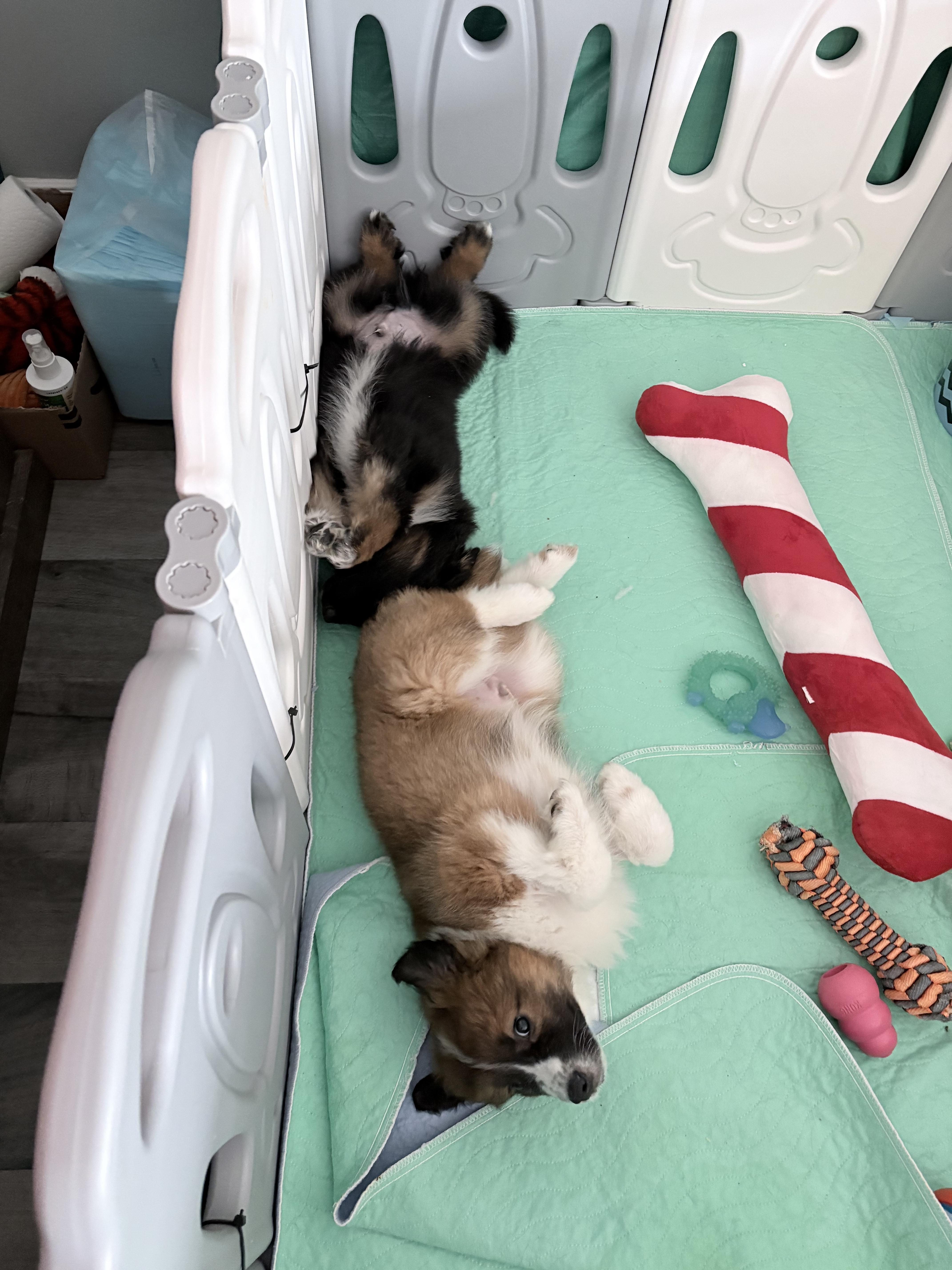 Bean, a ADOPTABLE mixed breed in Markham, ON image 6/6