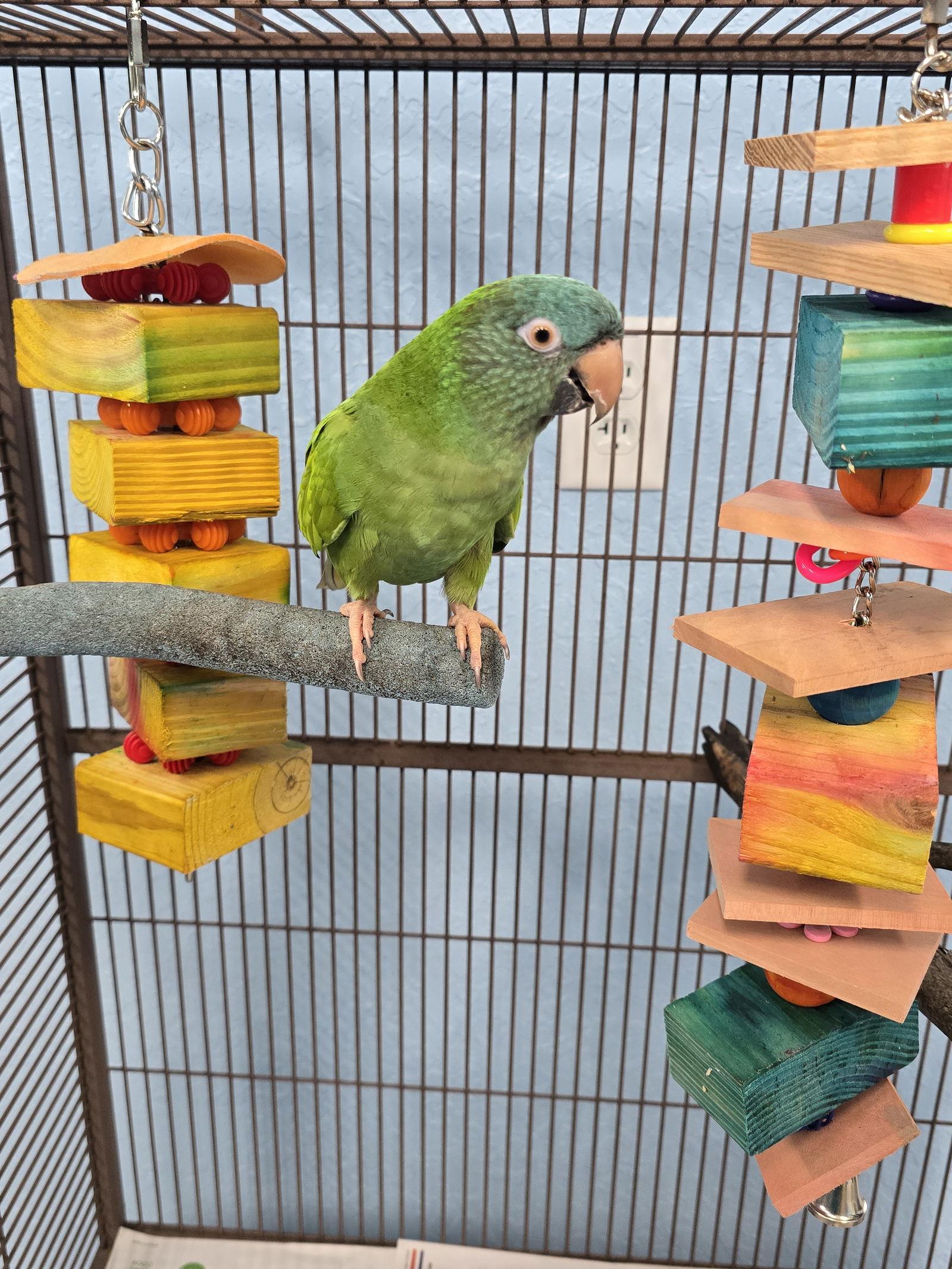 Jill, Adoptable, Young Male Conure.