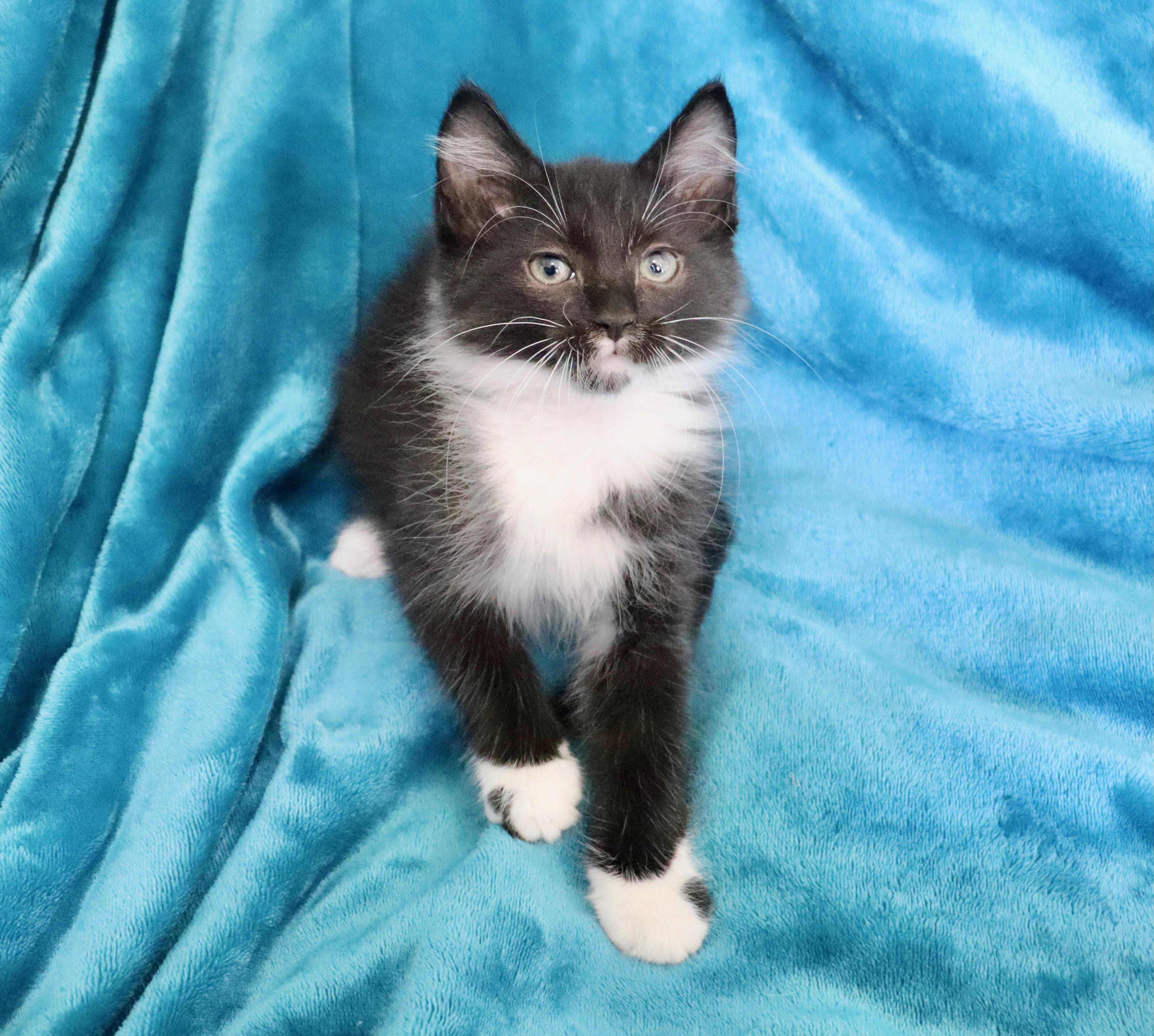 Enlarge Peter, an adopted mixed breed in Saint Augustine, FL image 3/6