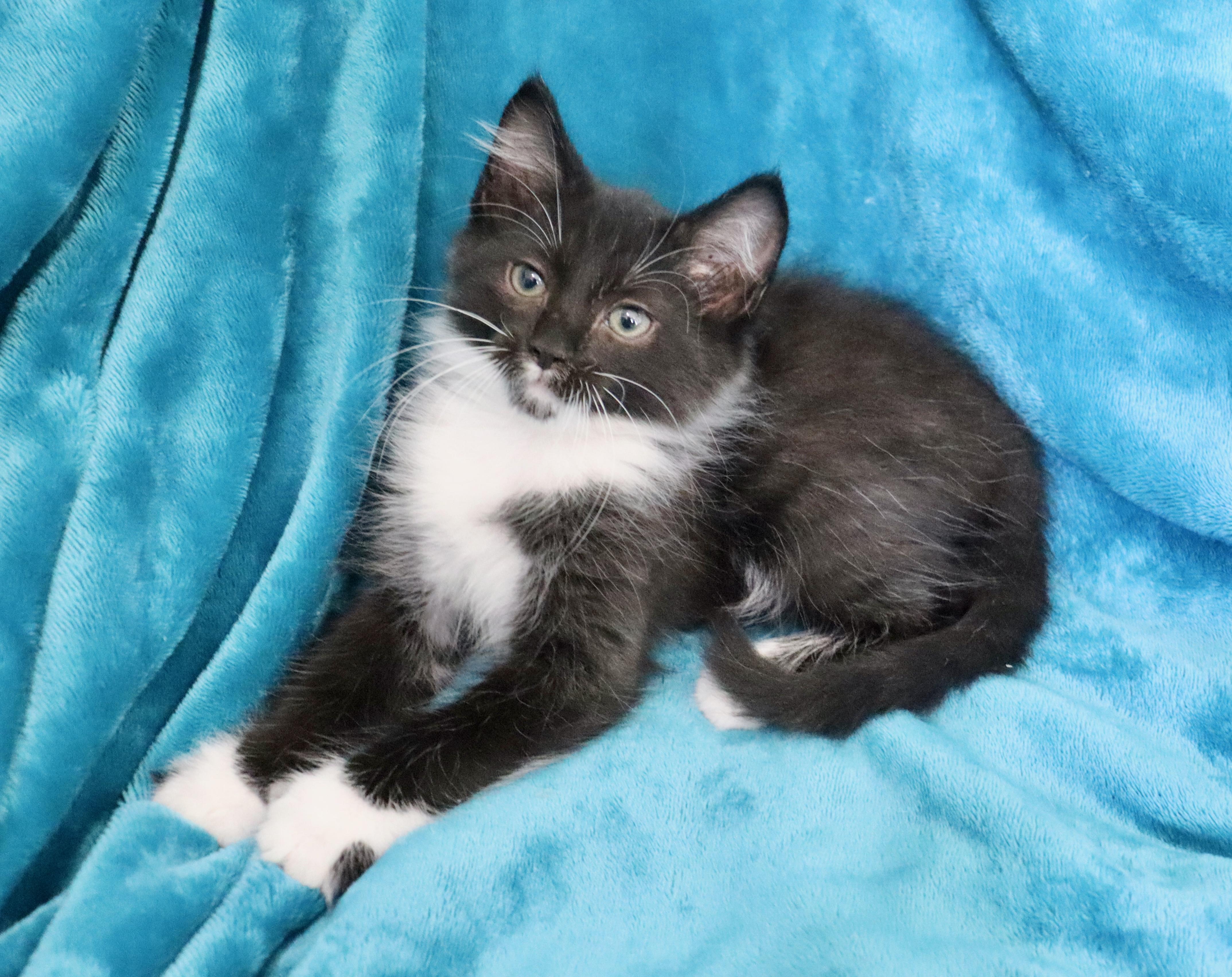 Enlarge Peter, an adopted mixed breed in Saint Augustine, FL image 4/6