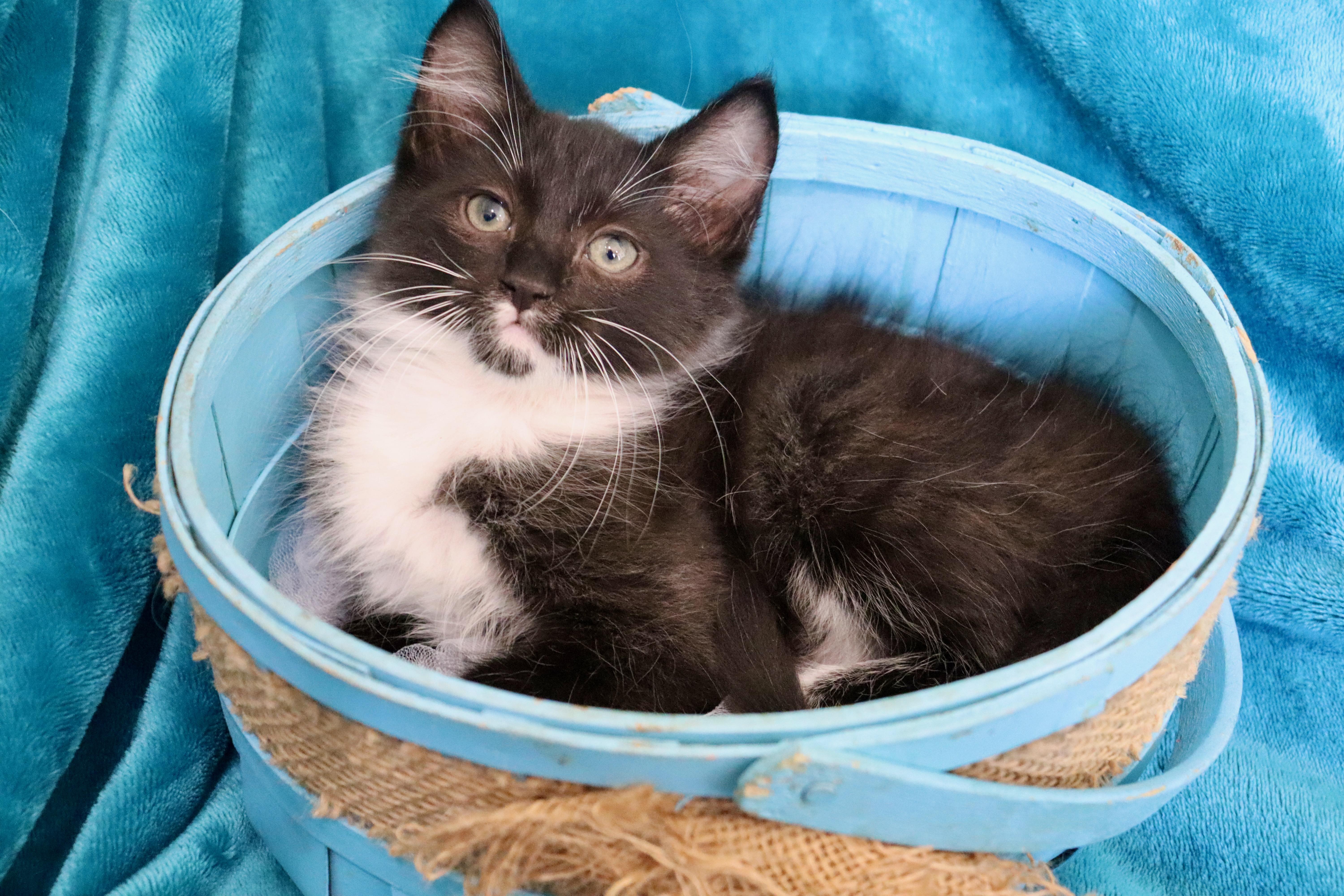 Enlarge Peter, an adopted mixed breed in Saint Augustine, FL image 2/6