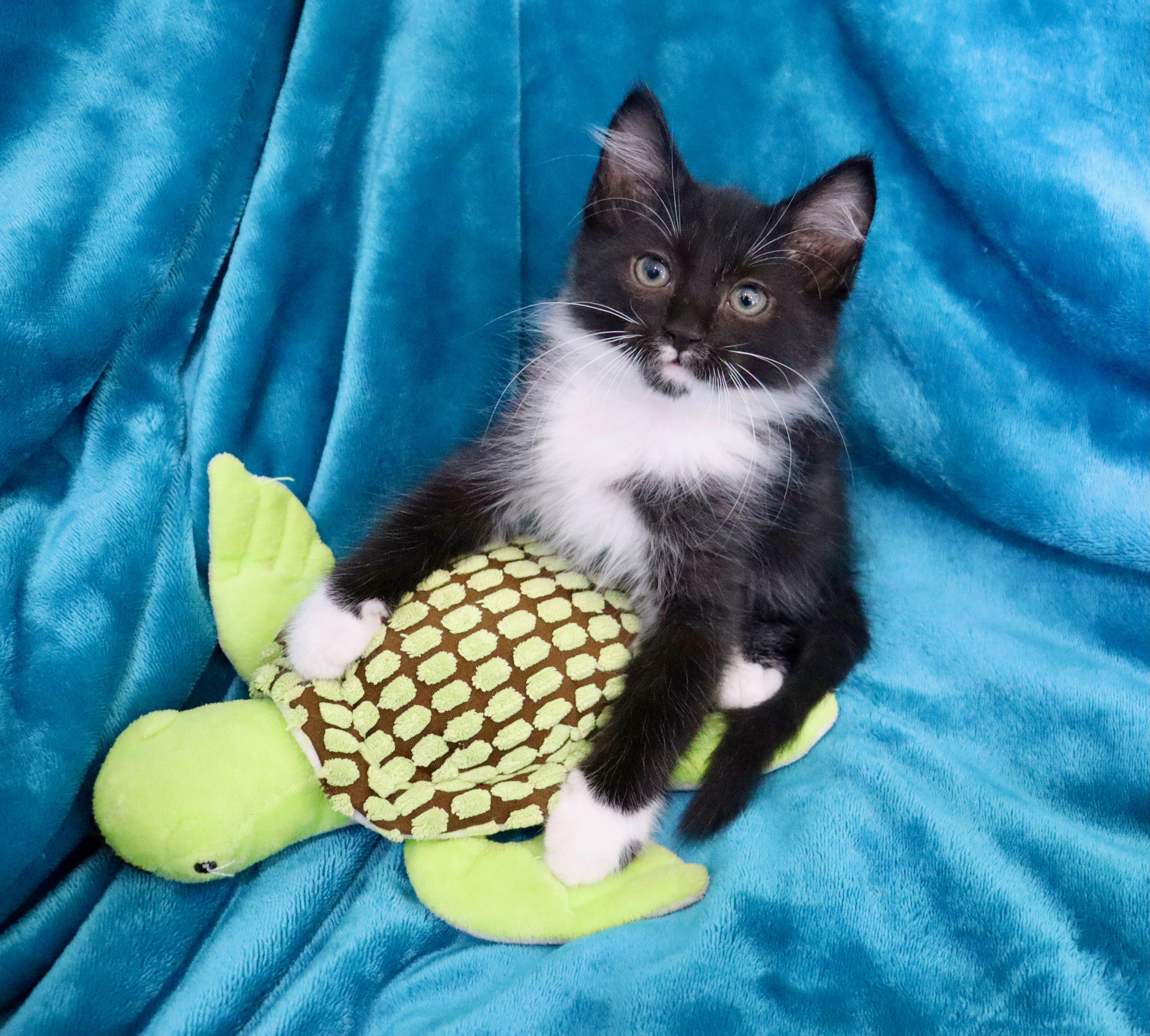 Enlarge Peter, an adopted mixed breed in Saint Augustine, FL image 6/6