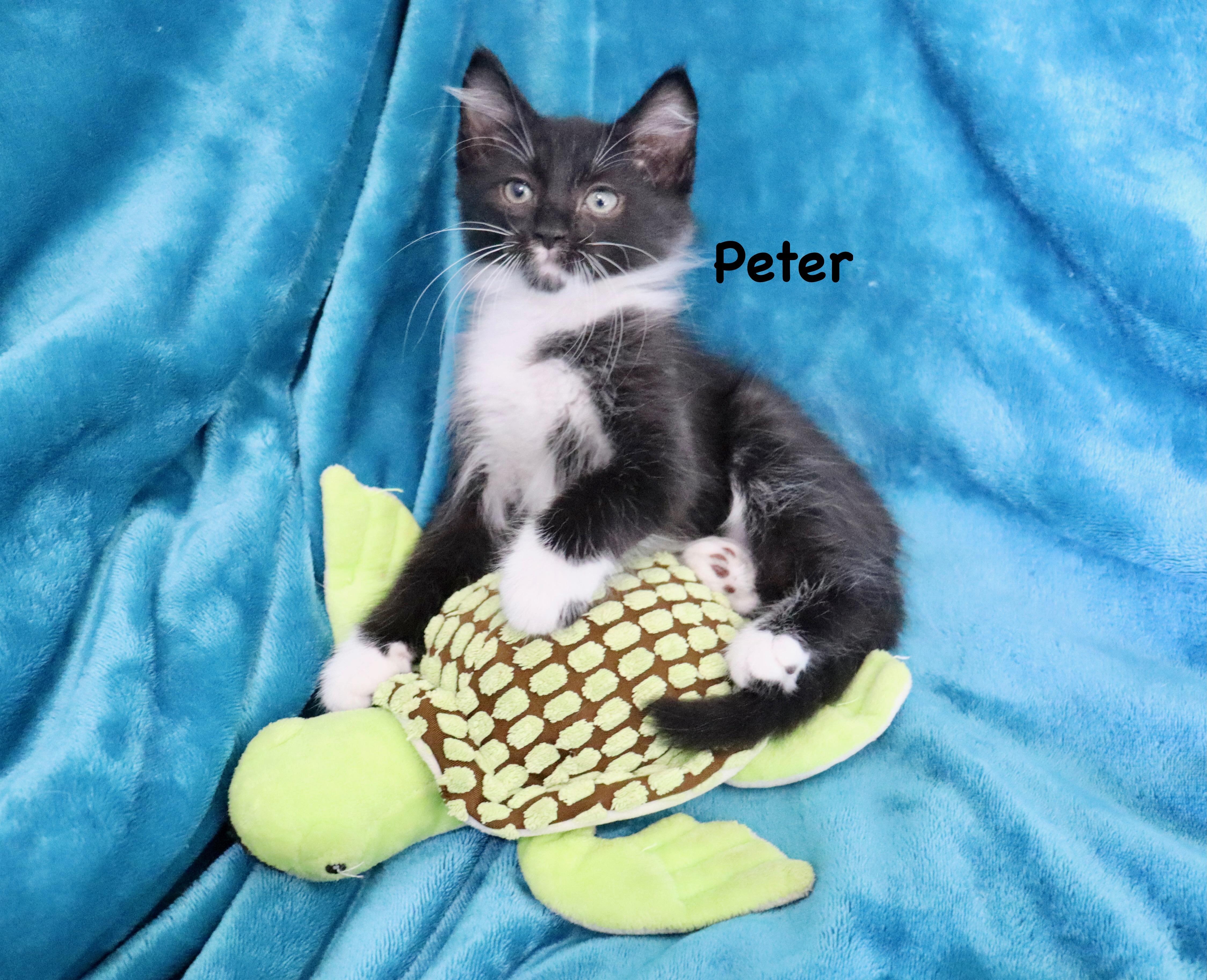 Enlarge Peter, an adopted mixed breed in Saint Augustine, FL image 1/6