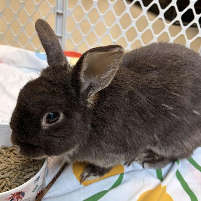 Enlarge Cadbury, a Adoptable Mini Rex in Marshall, VA image 1/1