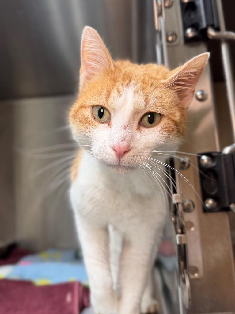 Enlarge Clementine, a Adoptable mixed breed in Menomonie, WI image 1/1