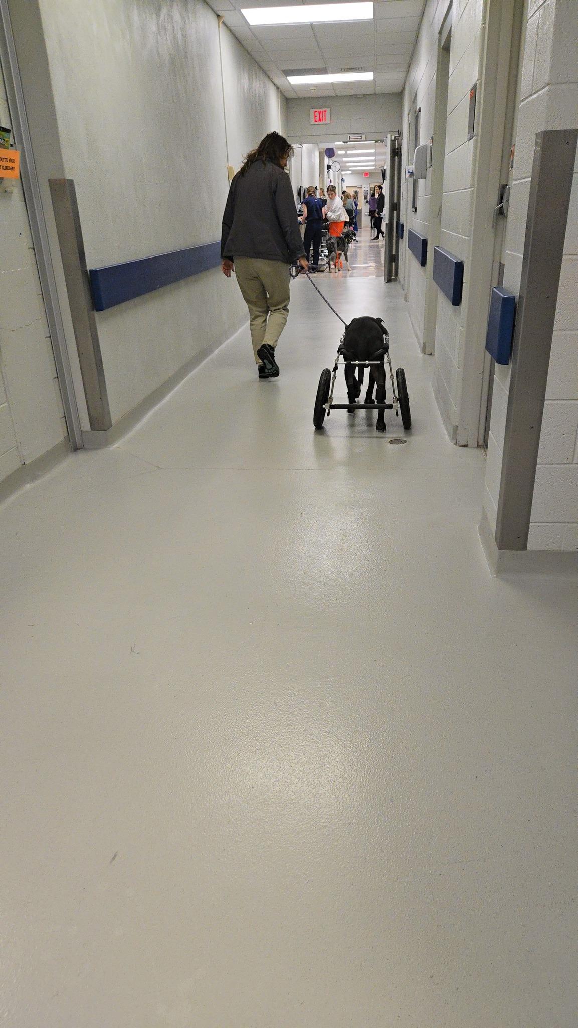 Diesel, a Adoptable mixed breed in Sweetwater, TN image 2/6