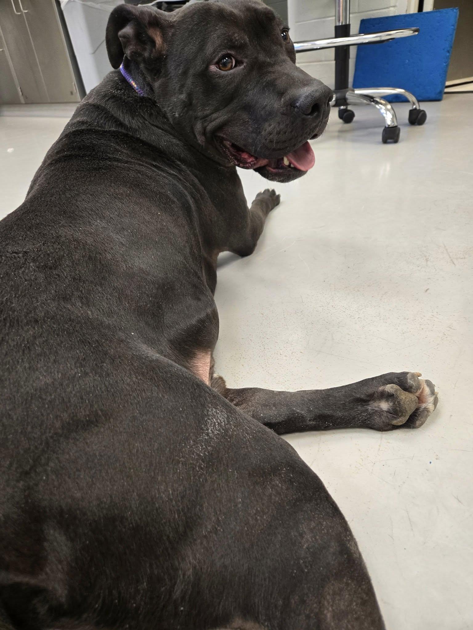 Diesel, a Adoptable mixed breed in Sweetwater, TN image 3/6