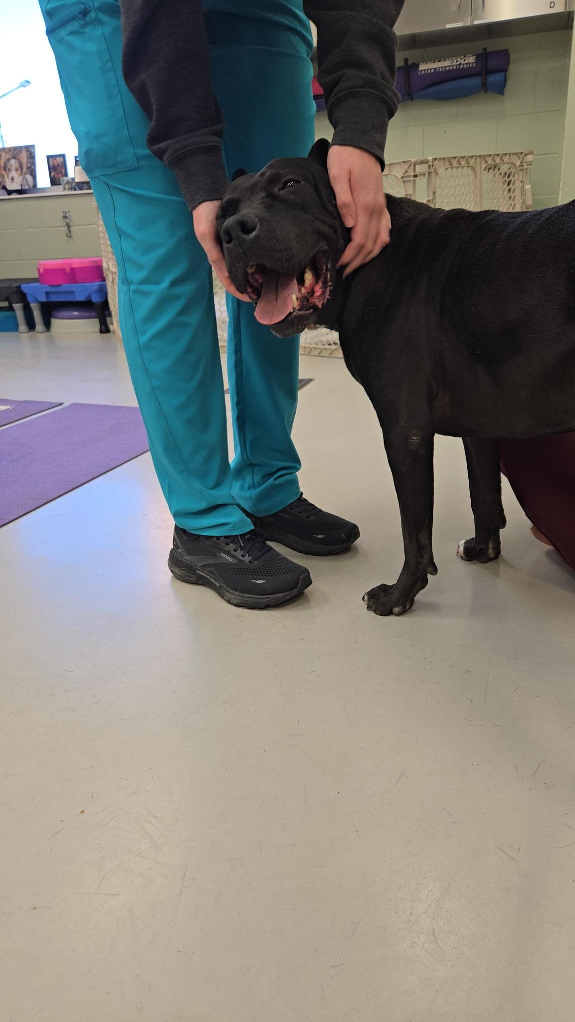 Diesel, a Adoptable mixed breed in Sweetwater, TN image 4/6