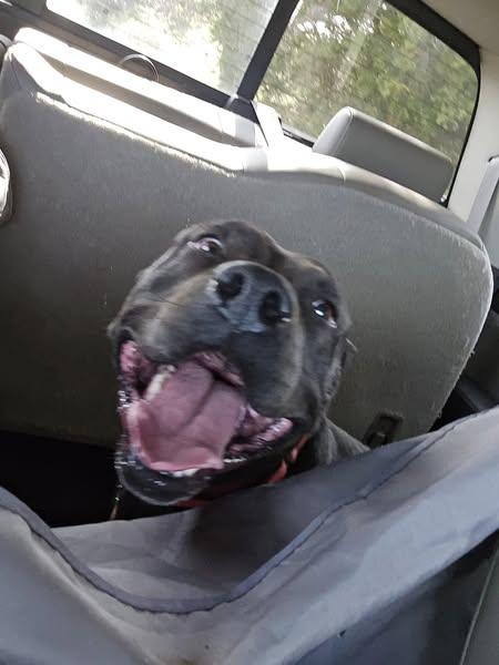 Diesel, a Adoptable mixed breed in Sweetwater, TN image 5/6