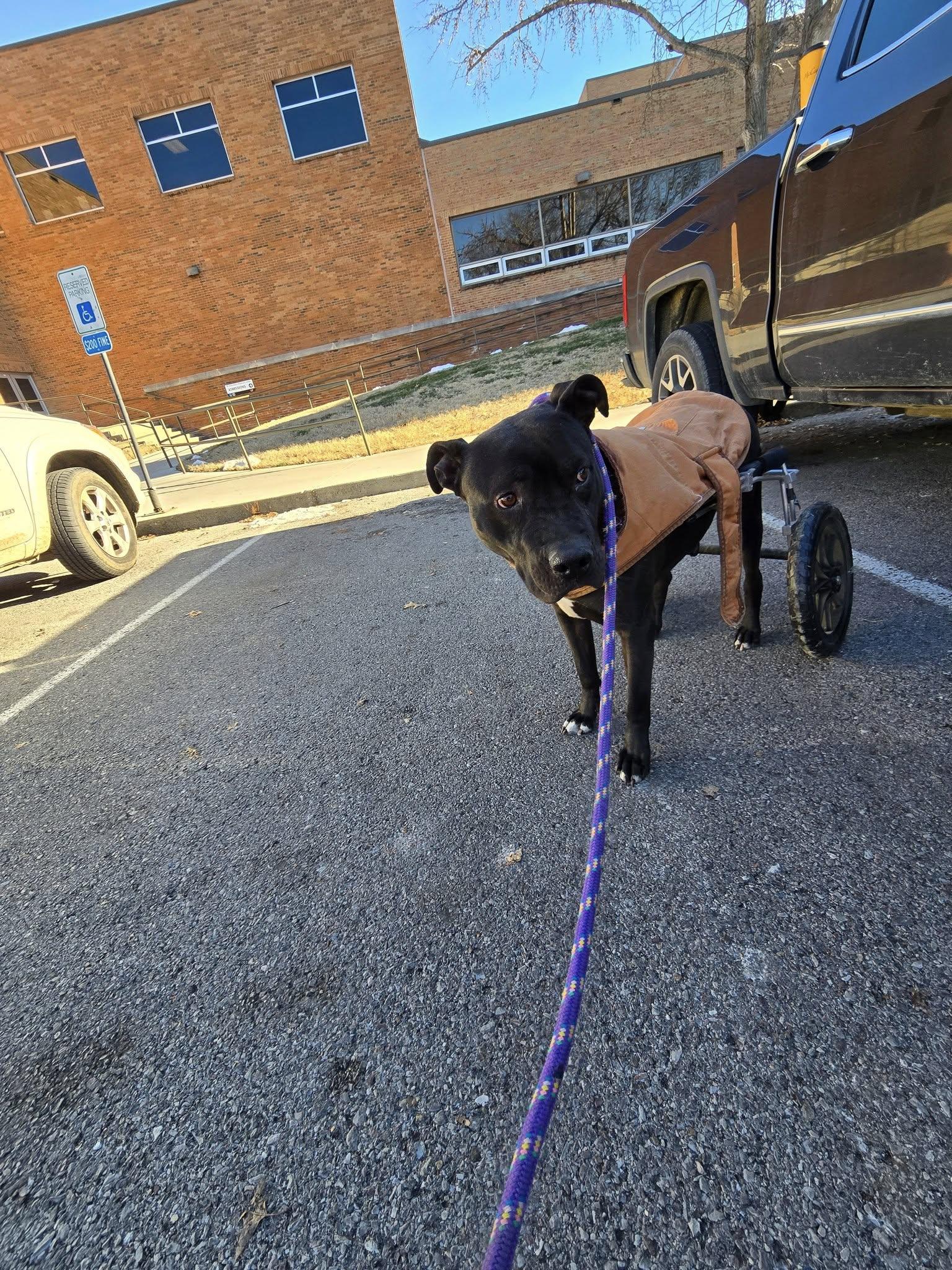 Diesel, a Adoptable mixed breed in Sweetwater, TN image 6/6