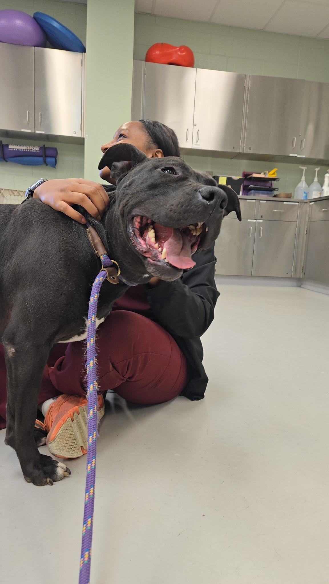 Diesel, Adoptable, Adult Male Pit Bull Terrier & American Bully.