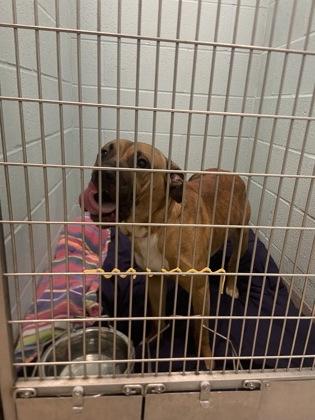 Liberty — thumbnail 2