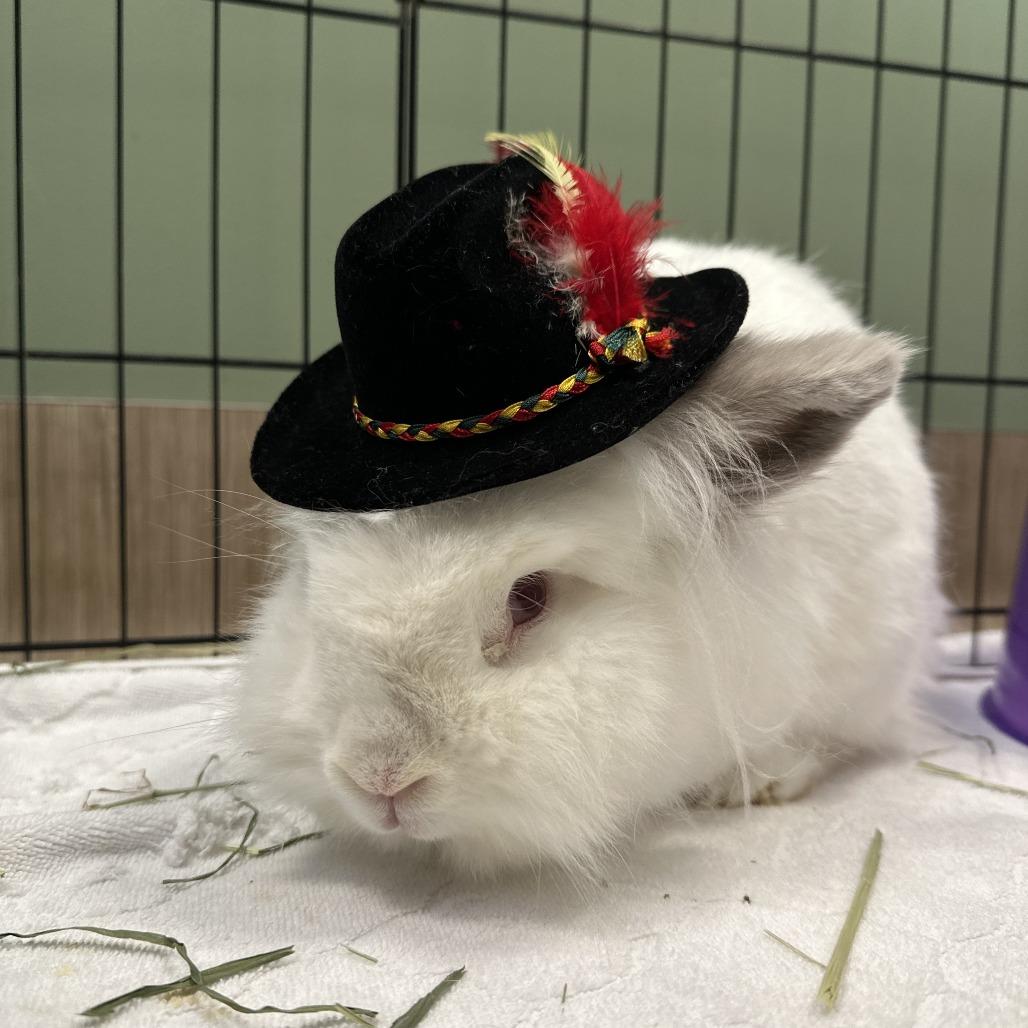 Enlarge Luca, a Adoptable Lionhead in Bedford, NH image 1/4
