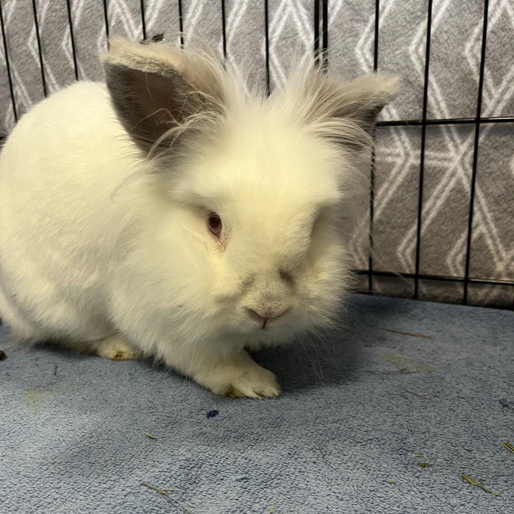 Enlarge Luca, a Adoptable Lionhead in Bedford, NH image 1/4