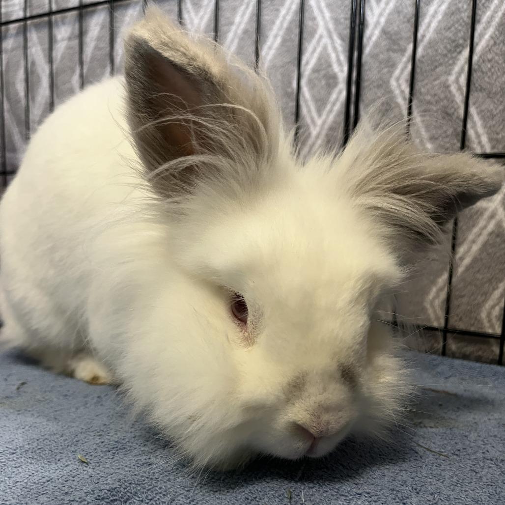 Enlarge Luca, a Adoptable Lionhead in Bedford, NH image 2/4