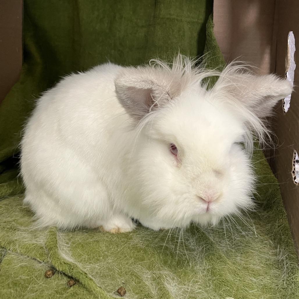 Enlarge Luca, a Adoptable Lionhead in Bedford, NH image 2/4