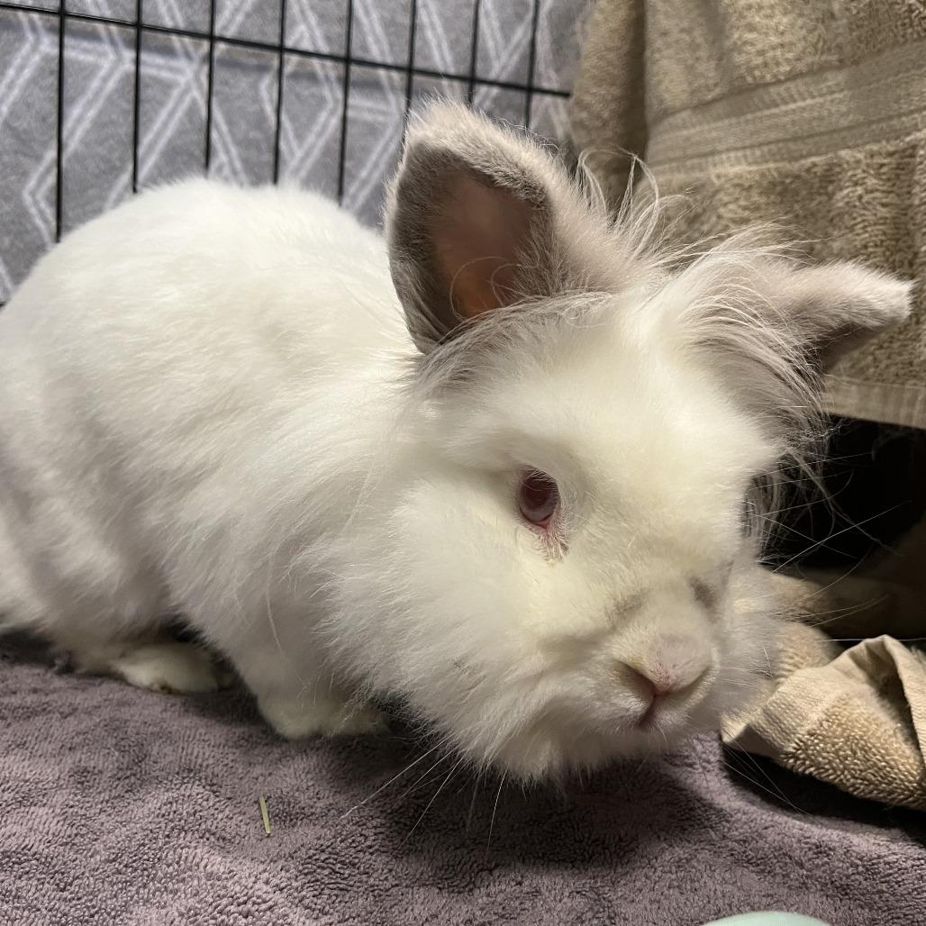 Enlarge Luca, a Adoptable Lionhead in Bedford, NH image 3/4
