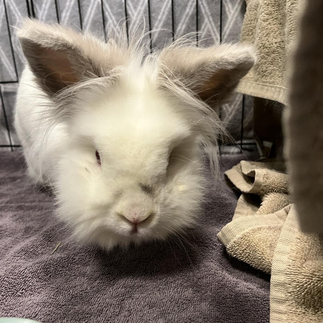 Enlarge Luca, a Adoptable Lionhead in Bedford, NH image 4/4
