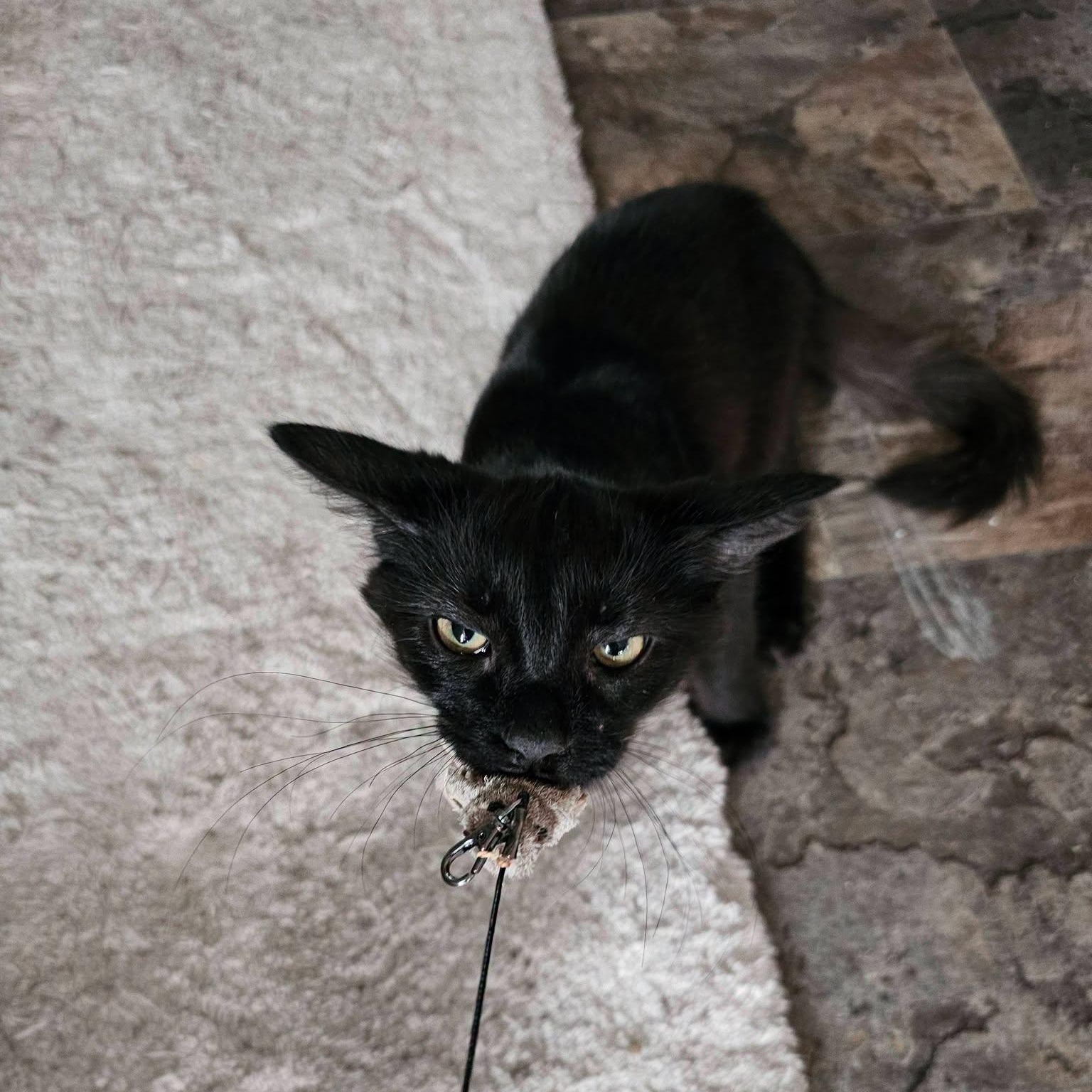 Ares, ADOPTABLE, Kitten Male Domestic Short Hair.