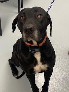 Enlarge NUDGE, a Adoptable mixed breed in Saint Cloud, FL image 1/1