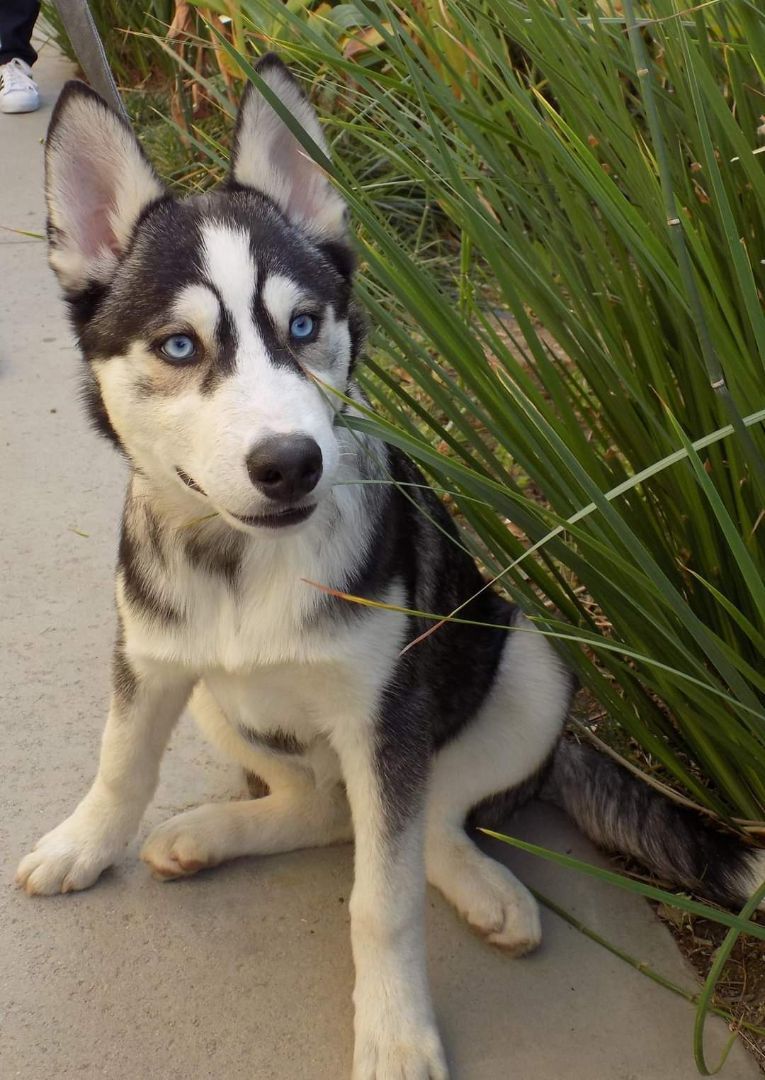 Enlarge SAPPHIRE, a Adopted Siberian Husky in Valencia, CA image 1/3
