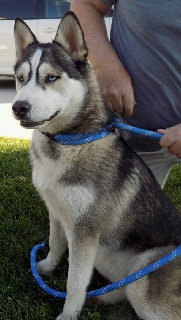 Enlarge SAPPHIRE, a Adopted Siberian Husky in Valencia, CA image 2/3