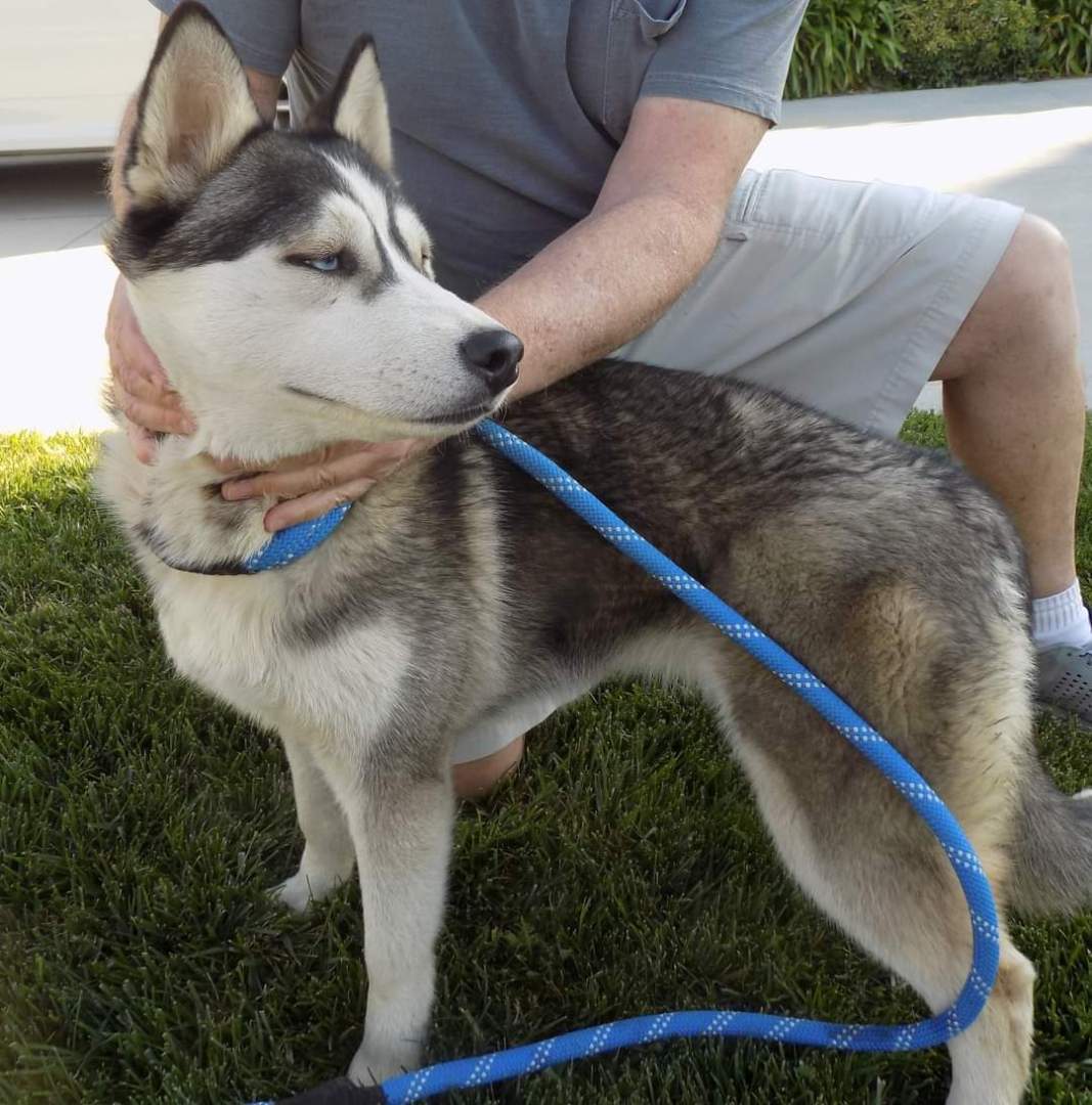 Enlarge SAPPHIRE, a Adopted Siberian Husky in Valencia, CA image 3/3