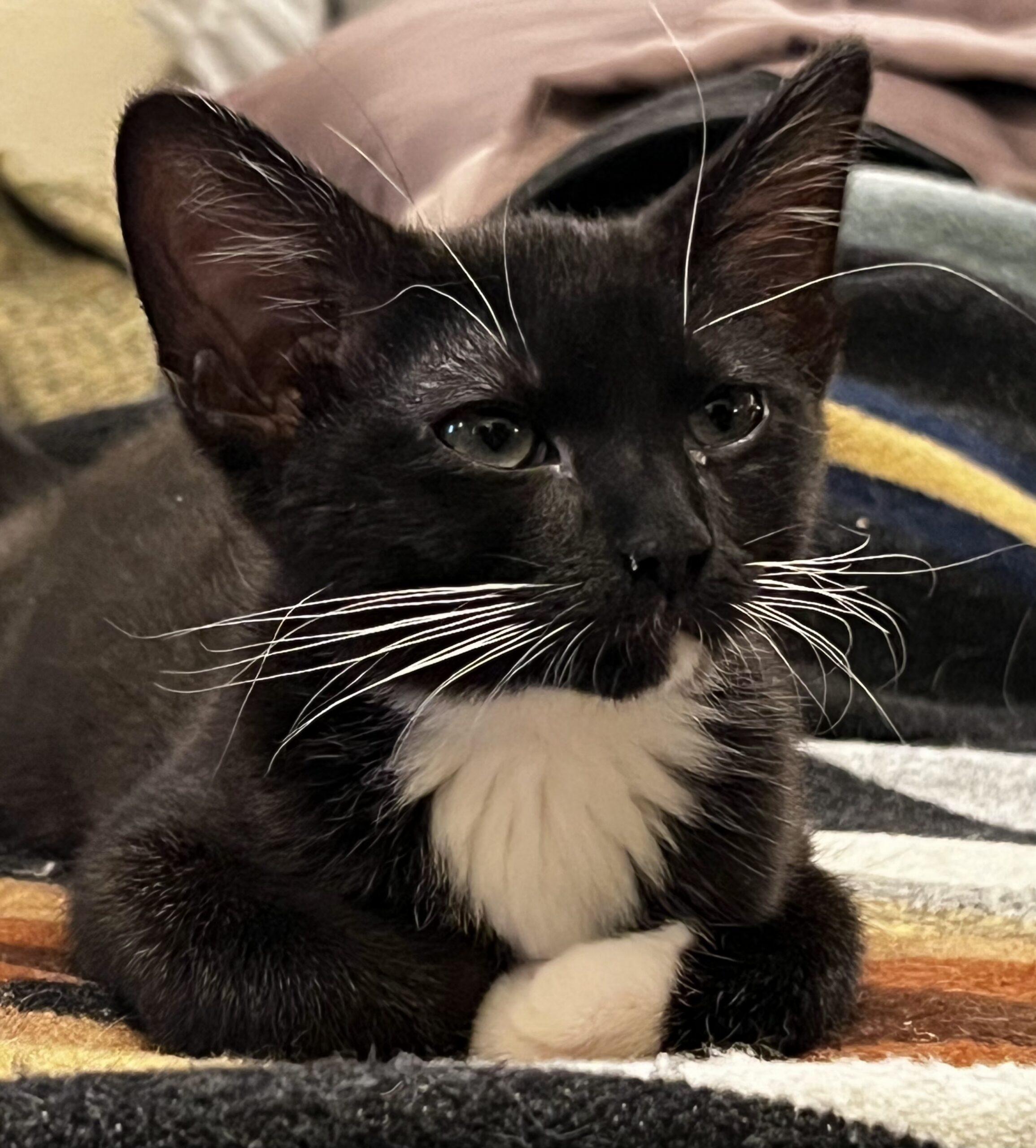 Enlarge Tash & Wiki, a Adopted Domestic Medium Hair in Manitou Springs, CO image 2/6