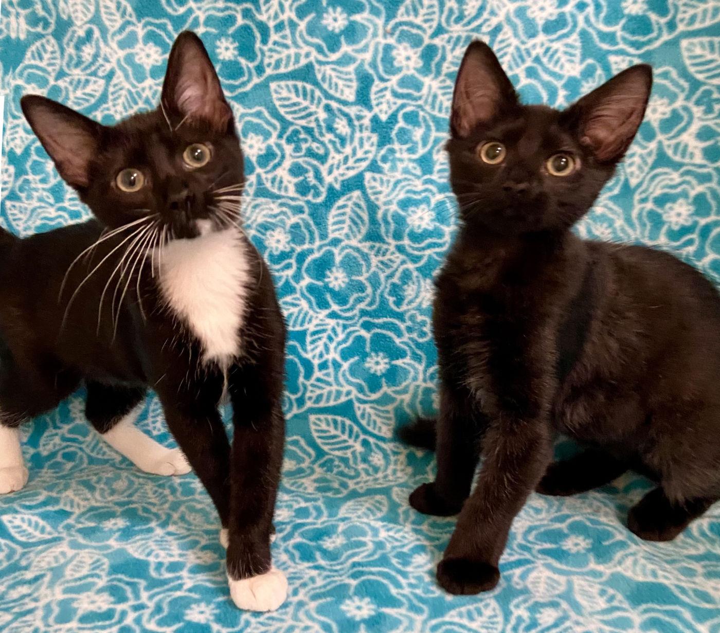 Tash & Wiki, Adopted, Young Male Domestic Medium Hair.