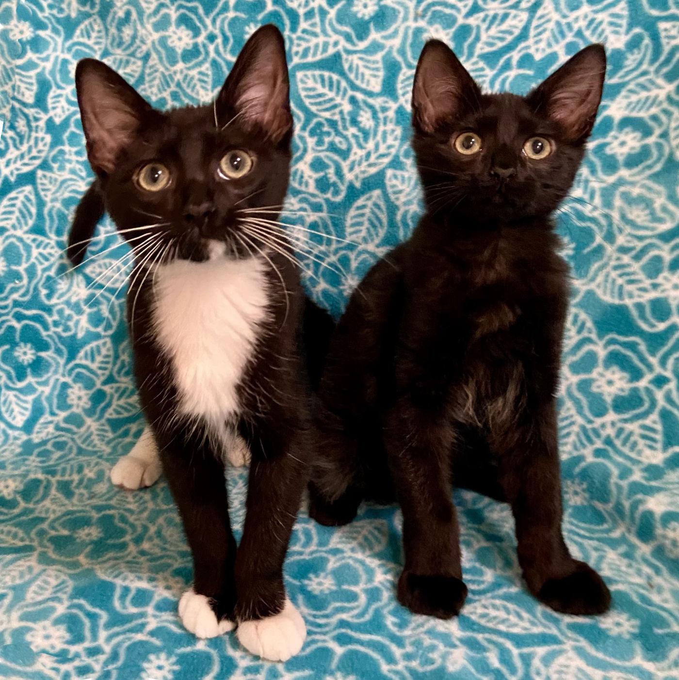 Enlarge Tash & Wiki, a Adopted Domestic Medium Hair in Manitou Springs, CO image 4/6