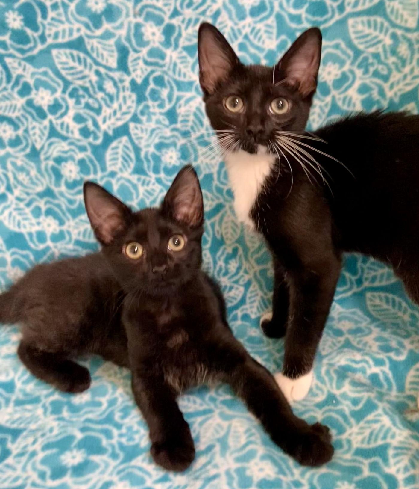 Enlarge Tash & Wiki, a Adopted Domestic Medium Hair in Manitou Springs, CO image 5/6