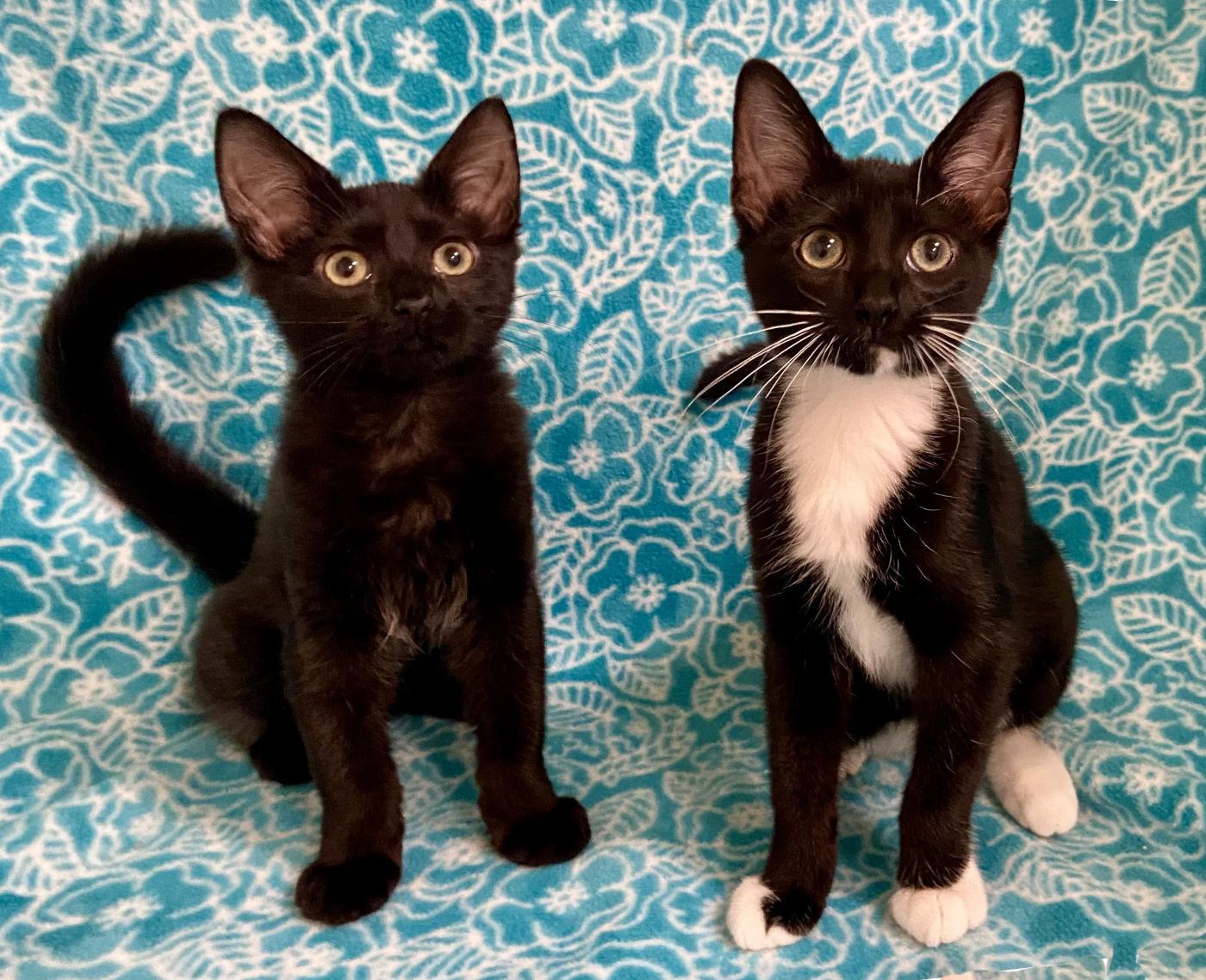Enlarge Tash & Wiki, a Adopted Domestic Medium Hair in Manitou Springs, CO image 3/6