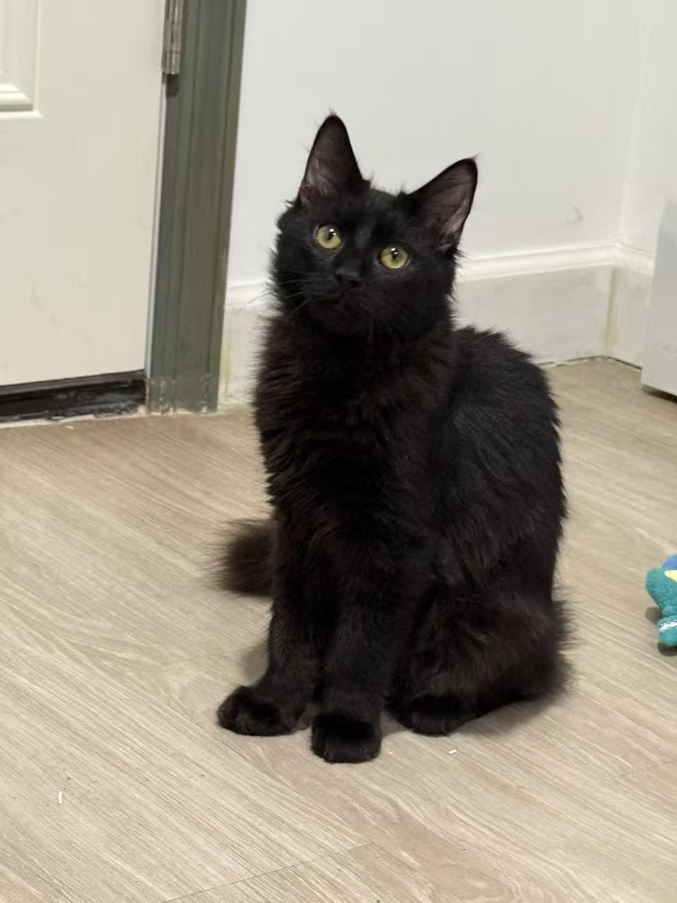 Enlarge Oliver & Olivia (bonded), a ADOPTABLE mixed breed in Flushing, NY image 2/6